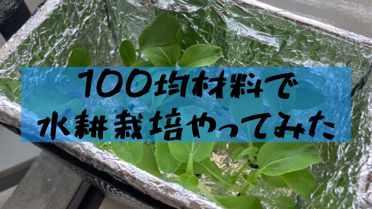 水耕栽培 一人暮らし大学生が100均の材料で水耕栽培をする いつきの大学生活リポート